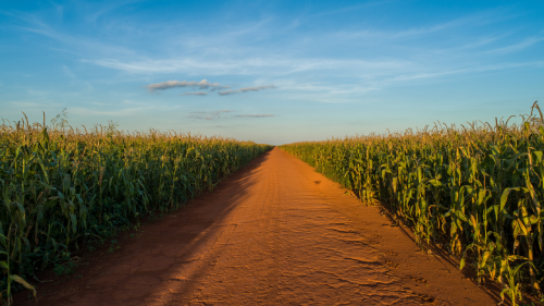 A dirt road runs straight through a green cornfield under a clear blue sky with a few clouds.