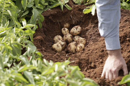 A person harvests potatoes from the soil in a garden with surrounding green plants.