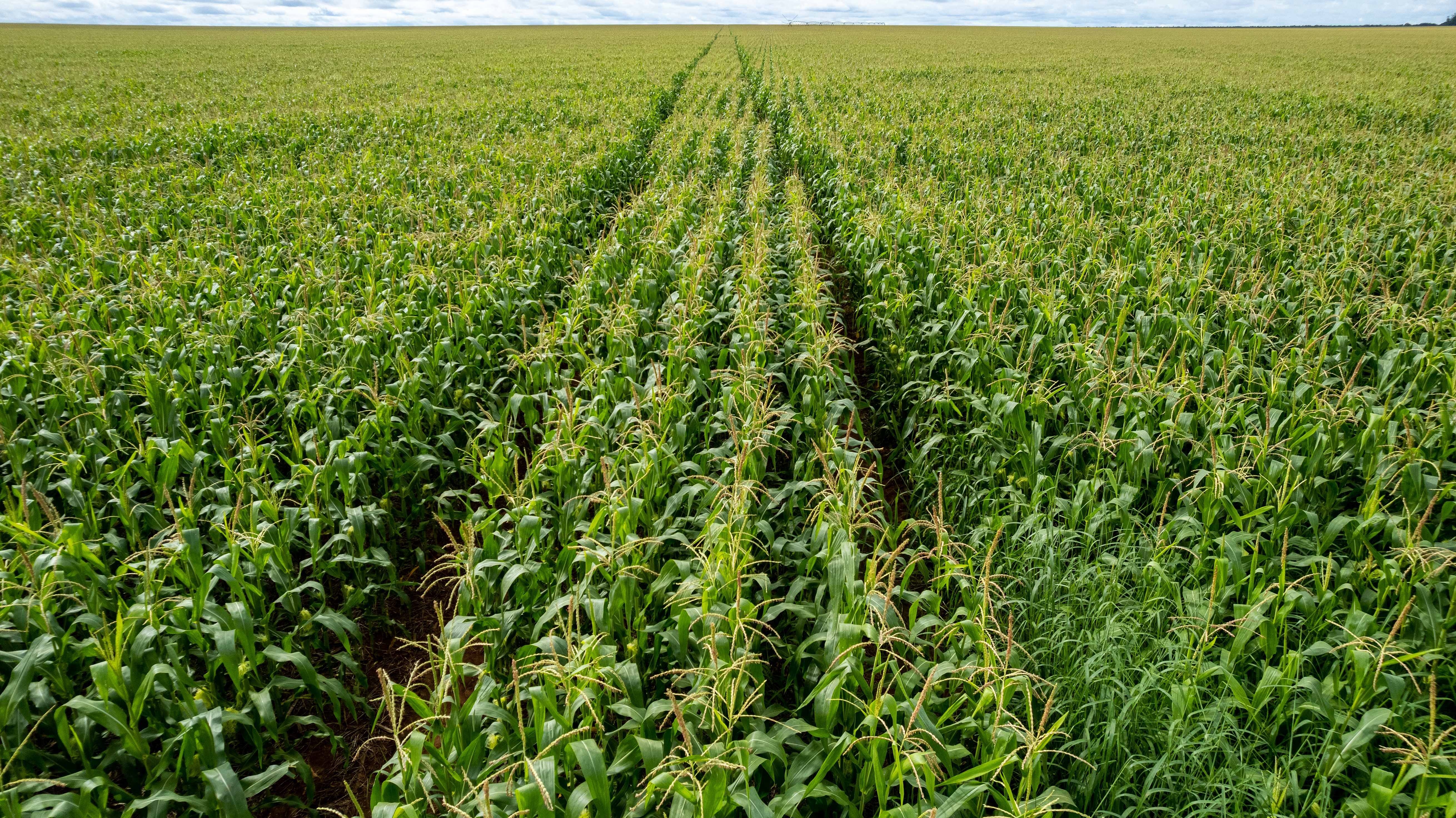 General Mills advances in Regenerative Agriculture in Brazil